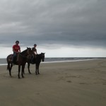 cape tribulation (11)