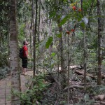 cape tribulation (4)