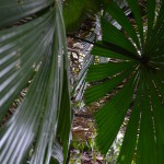 cape tribulation (5)