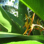 Matahari Beach Resort (10)